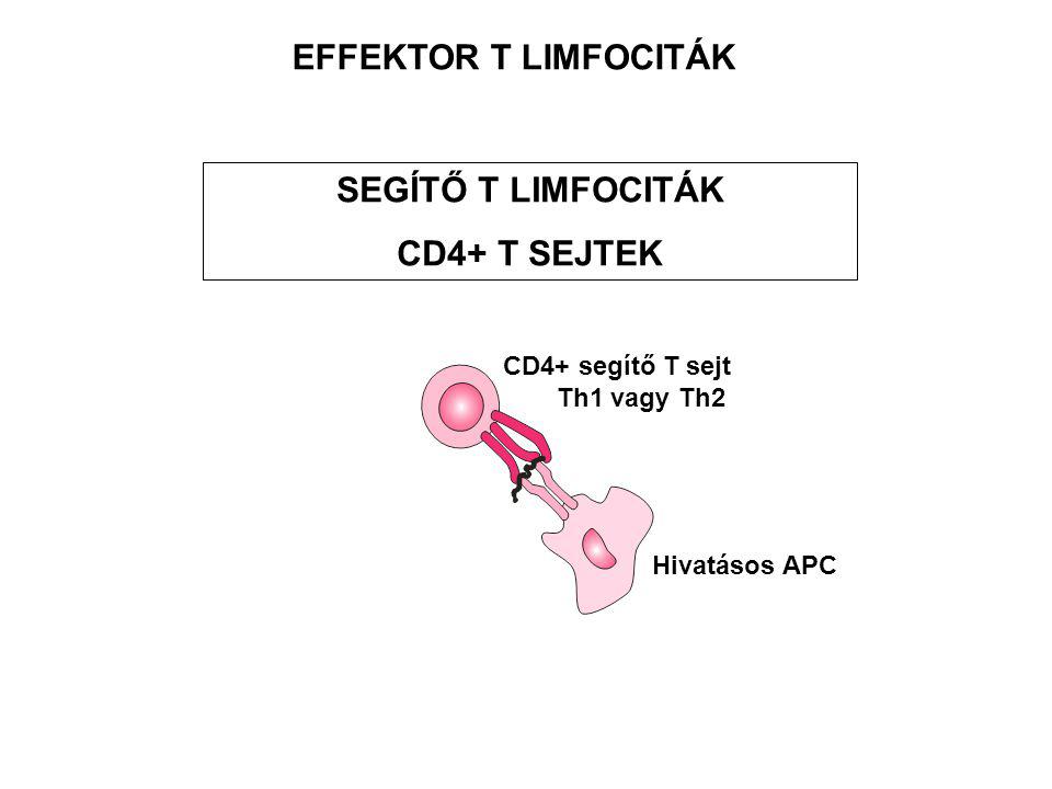 EFFEKTOR T LIMFOCITÁK SEGÍTŐ T LIMFOCITÁK CD4+ T SEJTEK Hivatásos APC CD4+ segítő T sejt Th1 vagy Th2