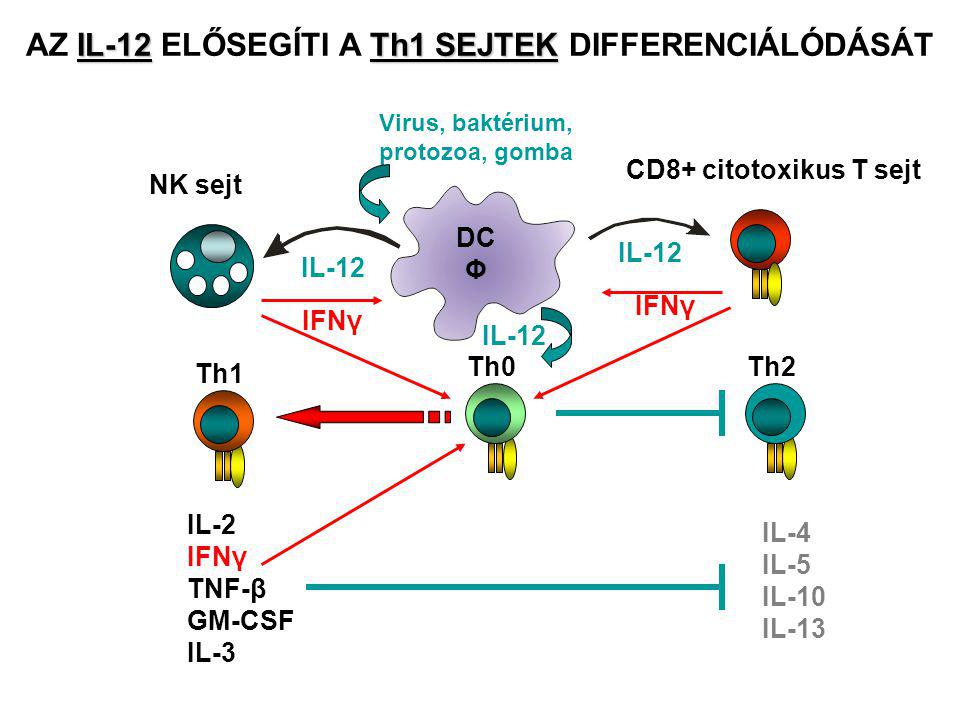 Virus, baktérium, protozoa, gomba DC Φ NK sejt IL-12 CD8+ citotoxikus T sejt IL-12 IL-12Th1 SEJTEK AZ IL-12 ELŐSEGÍTI A Th1 SEJTEK DIFFERENCIÁLÓDÁSÁT Th0 Th1 IL-12 IFNγ Th2 IL-4 IL-5 IL-10 IL-13 IL-2 IFNγ TNF-β GM-CSF IL-3