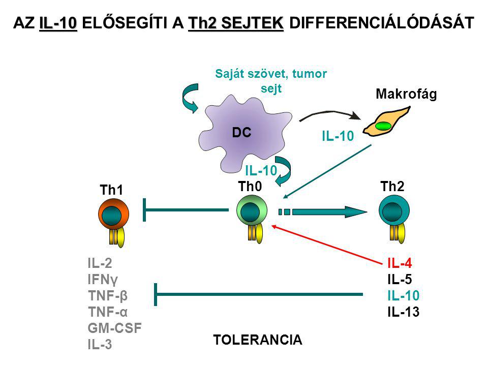 IL-10Th2 SEJTEK AZ IL-10 ELŐSEGÍTI A Th2 SEJTEK DIFFERENCIÁLÓDÁSÁT Th0 IL-10 Th1 IL-2 IFNγ TNF-β TNF-α GM-CSF IL-3 DC Saját szövet, tumor sejt IL-10 Makrofág Th2 IL-4 IL-5 IL-10 IL-13 TOLERANCIA