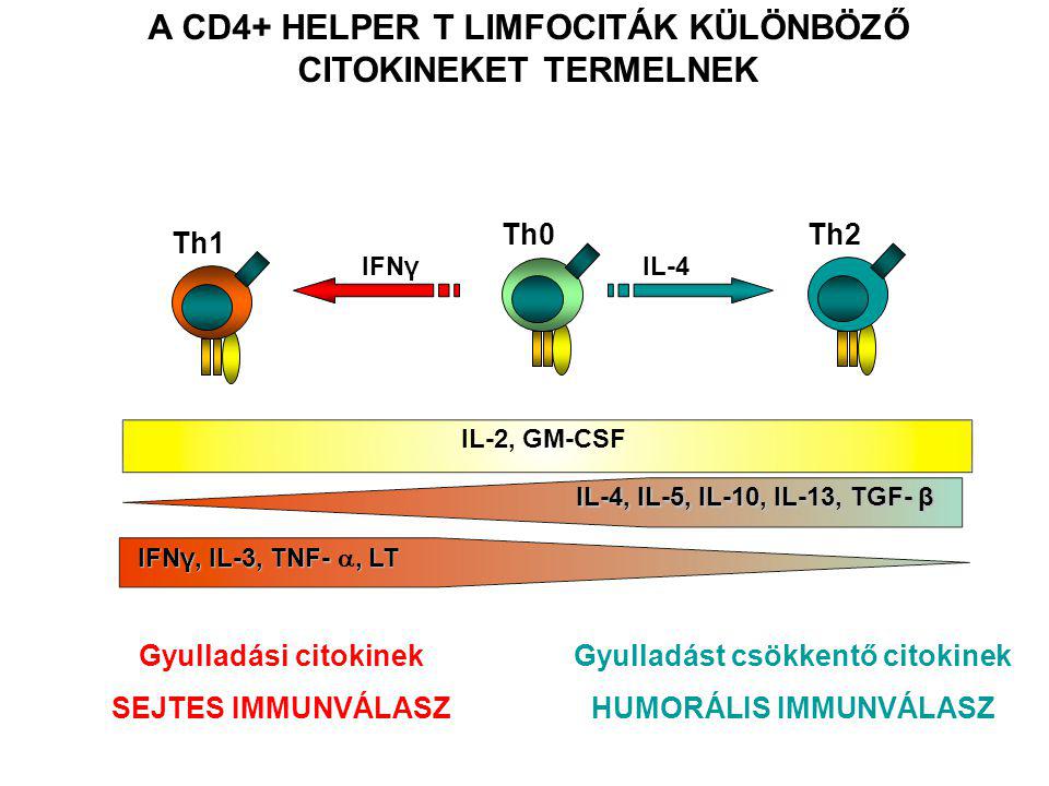A CD4+ HELPER T LIMFOCITÁK KÜLÖNBÖZŐ CITOKINEKET TERMELNEK Gyulladási citokinek SEJTES IMMUNVÁLASZ Gyulladást csökkentő citokinek HUMORÁLIS IMMUNVÁLASZ IFNγ, IL-3, TNF-, LT IFNγ, IL-3, TNF- , LT Th1 IL-2, GM-CSF Th0 IL-4, IL-5, IL-10, IL-13, TGF- β Th2 IL-4IFNγ