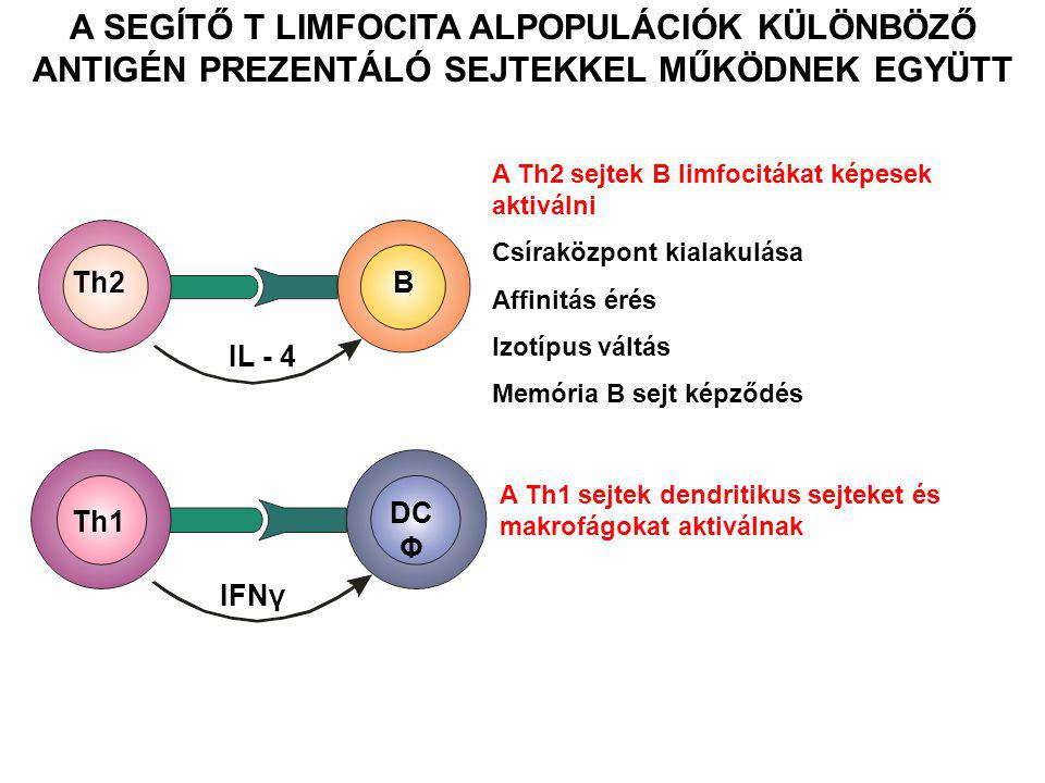 Th1 DC Φ IFNγ Th2B IL - 4 A Th2 sejtek B limfocitákat képesek aktiválni Csíraközpont kialakulása Affinitás érés Izotípus váltás Memória B sejt képződés A Th1 sejtek dendritikus sejteket és makrofágokat aktiválnak A SEGÍTŐ T LIMFOCITA ALPOPULÁCIÓK KÜLÖNBÖZŐ ANTIGÉN PREZENTÁLÓ SEJTEKKEL MŰKÖDNEK EGYÜTT