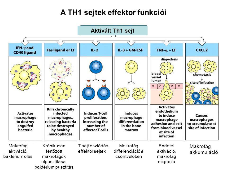 A TH1 sejtek effektor funkciói Aktivált Th1 sejt Makrofág aktiváció, baktérium ölés Krónikusan fertőzött makrofágok elpusztítása, baktérium pusztítás T sejt osztódás, effektor sejtek Makrofág differenciáció a csontvelőben Endotél aktiváció, makrofág migráció Makrofág akkumuláció