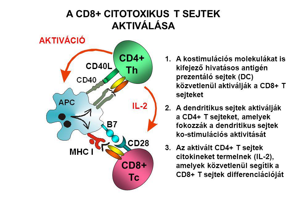 CD28 CD8+ Tc B7 CD4+ Th CD40L AKTIVÁCIÓ IL-2 A CD8+ CITOTOXIKUS T SEJTEK AKTIVÁLÁSA 1.A kostimulációs molekulákat is kifejező hivatásos antigén prezentáló sejtek (DC) közvetlenül aktiválják a CD8+ T sejteket 2.A dendritikus sejtek aktiválják a CD4+ T sejteket, amelyek fokozzák a dendritikus sejtek ko-stimulációs aktivitását 3.Az aktivált CD4+ T sejtek citokineket termelnek (IL-2), amelyek közvetlenül segítik a CD8+ T sejtek differenciációját