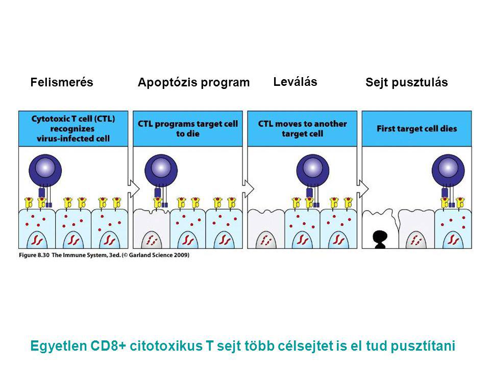 FelismerésApoptózis programSejt pusztulás Leválás Egyetlen CD8+ citotoxikus T sejt több célsejtet is el tud pusztítani