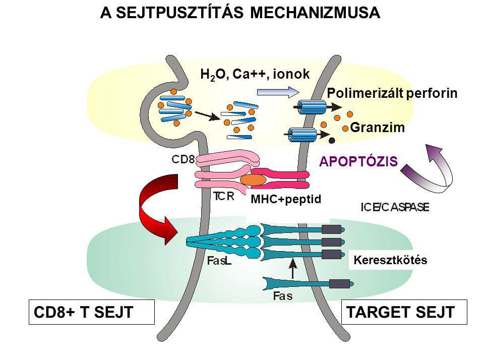 A SEJTPUSZTÍTÁS MECHANIZMUSA CD8+ T SEJTTARGET SEJT H 2 O, Ca++, ionok Granzim Polimerizált perforin APOPTÓZIS Keresztkötés MHC+peptid