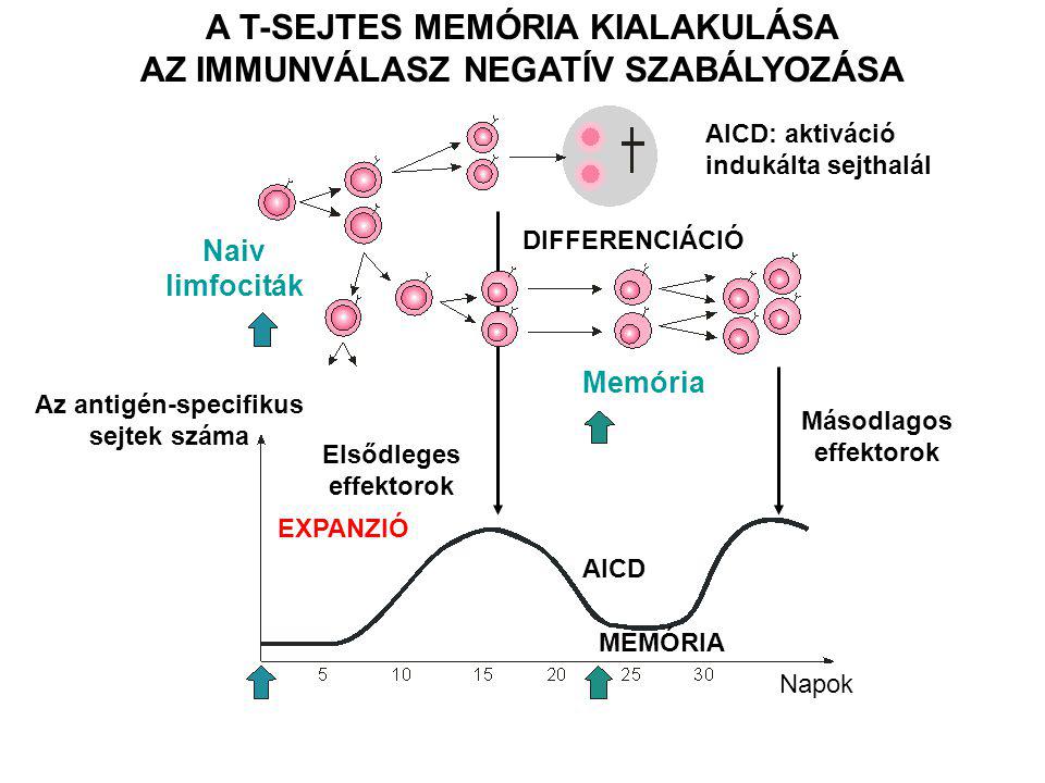 DIFFERENCIÁCIÓ A T-SEJTES MEMÓRIA KIALAKULÁSA AZ IMMUNVÁLASZ NEGATÍV SZABÁLYOZÁSA Naiv limfociták Az antigén-specifikus sejtek száma Elsődleges effektorok Másodlagos effektorok Memória AICD: aktiváció indukálta sejthalál EXPANZIÓ AICD MEMÓRIA Napok