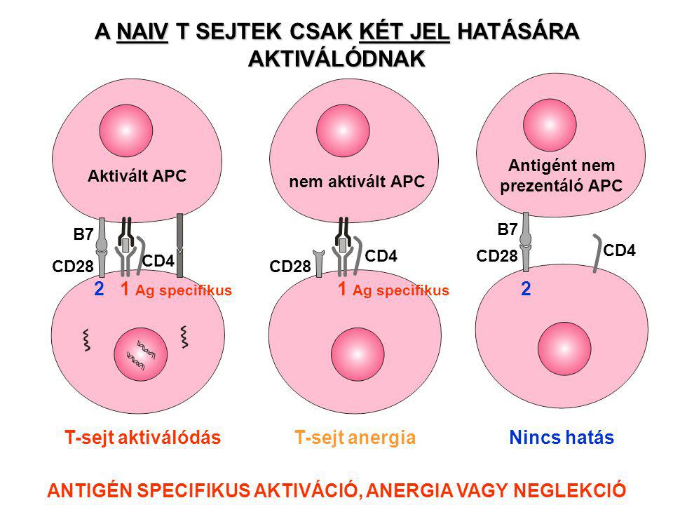 CD4 CD28 B7 Antigént nem prezentáló APC CD4 CD28 nem aktivált APC T-sejt aktiválódás A NAIV T SEJTEK CSAK KÉT JEL HATÁSÁRA AKTIVÁLÓDNAK Aktivált APC CD28 CD4 B7 2 1 Ag specifikus T-sejt anergia 1 Ag specifikus Nincs hatás 2 ANTIGÉN SPECIFIKUS AKTIVÁCIÓ, ANERGIA VAGY NEGLEKCIÓ