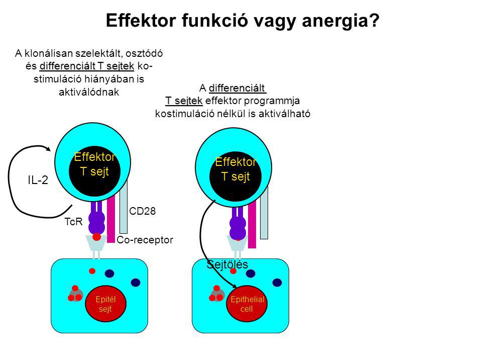 Effektor T sejt CD28 Co-receptor TcR IL-2 Epitél sejt Epithelial cell Effektor T sejt Sejtölés differenciált A differenciált T sejtek T sejtek effektor programmja kostimuláció nélkül is aktiválható Effektor funkció vagy anergia.