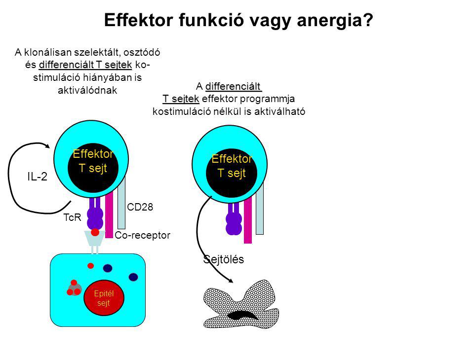 Effektor T sejt CD28 Co-receptor TcR IL-2 Epitél sejt Epithelial cell Effektor T sejt Sejtölés Effektor funkció vagy anergia.