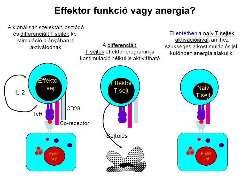 Effektor T sejt CD28 Co-receptor TcR IL-2 Epitél sejt Naiv T sejt Epitél sejt Epithelial cell Effektor T sejt Sejtölés naív T sejtek aktivációjával Ellentétben a naív T sejtek aktivációjával, amihez szükséges a kostimulációs jel, különben anergia alakul ki Effektor funkció vagy anergia.
