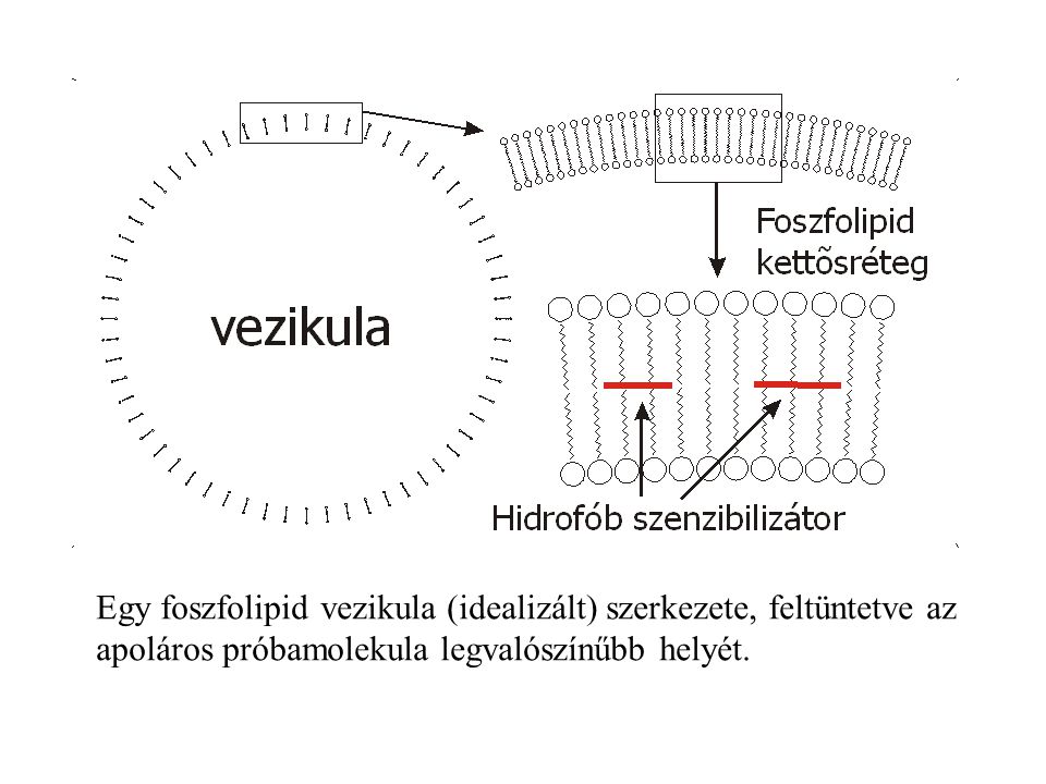 Egy foszfolipid vezikula (idealizált) szerkezete, feltüntetve az apoláros próbamolekula legvalószínűbb helyét.