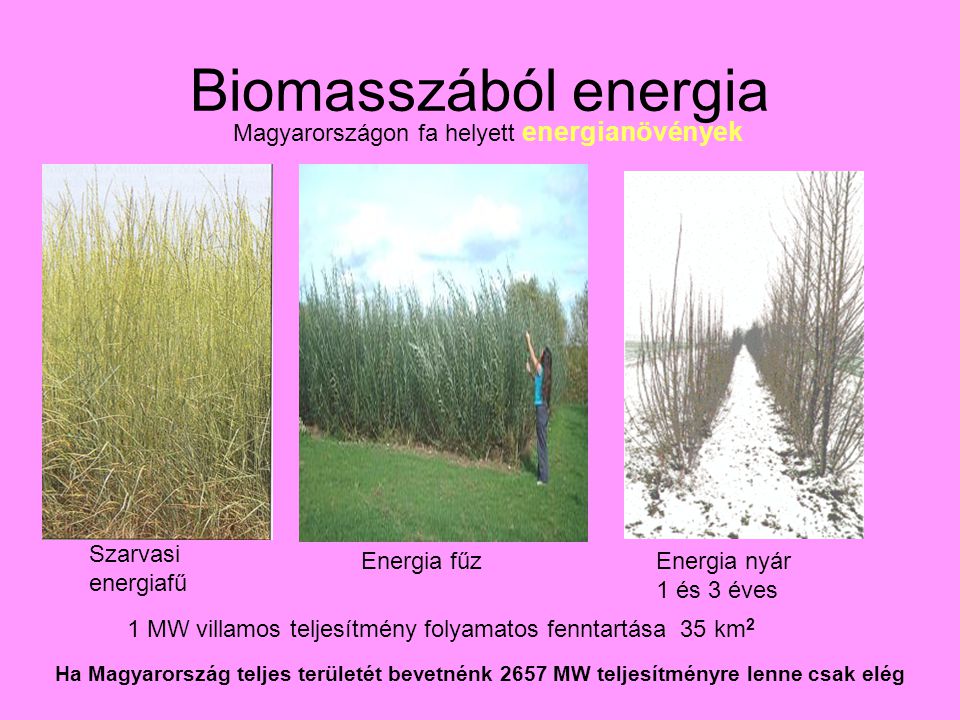 Biomasszából energia Magyarországon fa helyett energianövények Szarvasi energiafű Energia fűzEnergia nyár 1 és 3 éves 1 MW villamos teljesítmény folyamatos fenntartása 35 km 2 Ha Magyarország teljes területét bevetnénk 2657 MW teljesítményre lenne csak elég