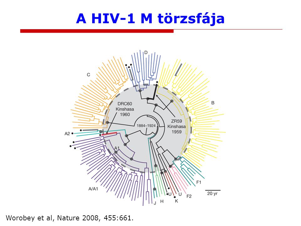 A HIV-1 M törzsfája Worobey et al, Nature 2008, 455:661.