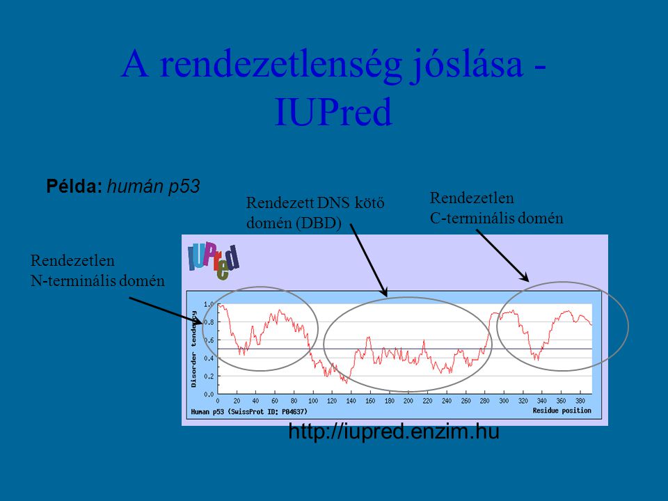 A rendezetlenség jóslása - IUPred Példa: humán p53 Rendezett DNS kötő domén (DBD) Rendezetlen C-terminális domén Rendezetlen N-terminális domén