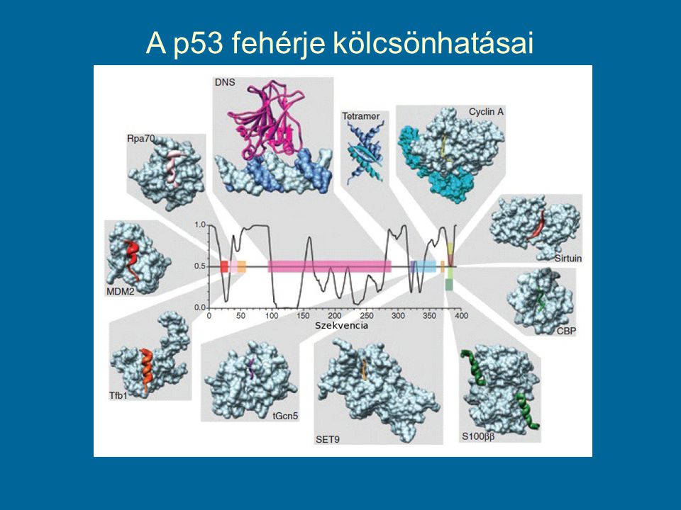 A p53 fehérje kölcsönhatásai