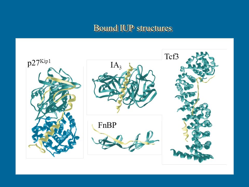 p27 Kip1 IA 3 FnBP Tcf3 Bound IUP structures