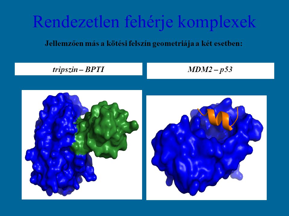 Jellemzően más a kötési felszín geometriája a két esetben: tripszin – BPTI Rendezetlen fehérje komplexek MDM2 – p53