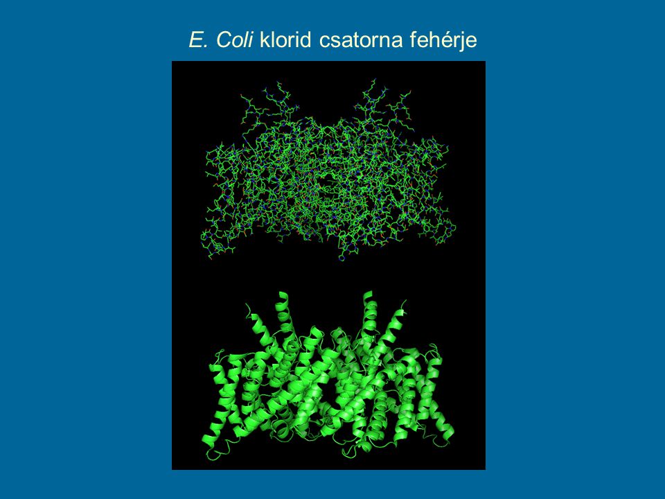 E. Coli klorid csatorna fehérje