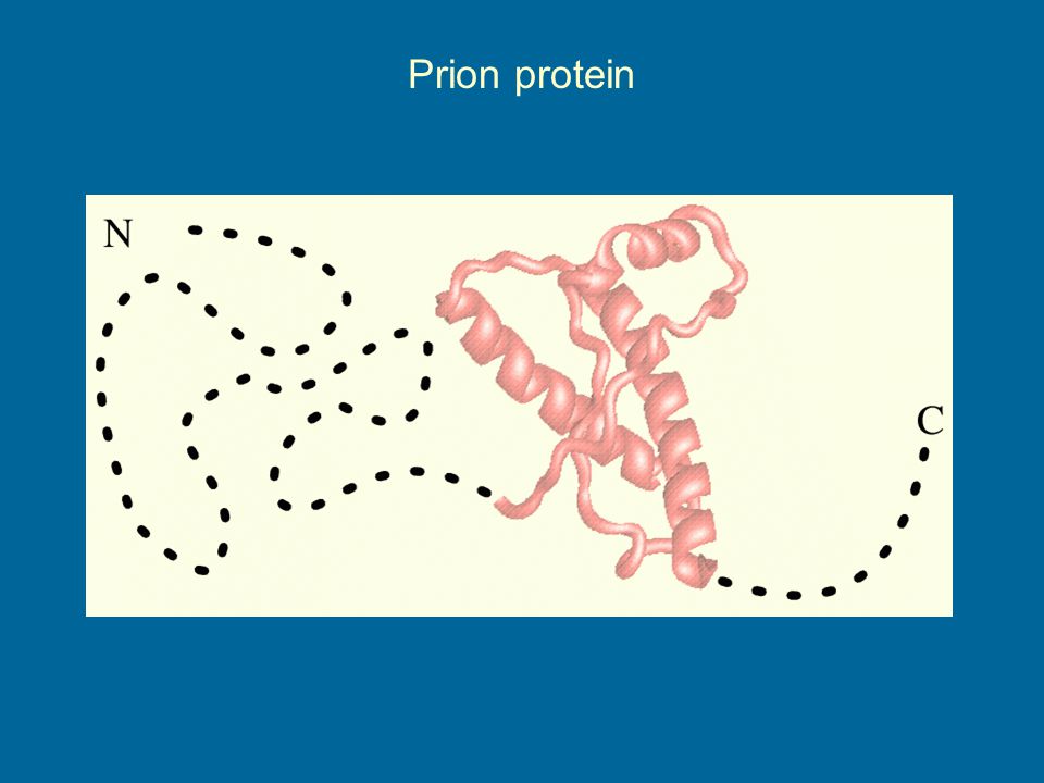 Prion protein