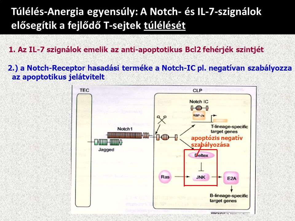 Túlélés-Anergia egyensúly: A Notch- és IL-7-szignálok elősegítik a fejlődő T-sejtek túlélését 2.) a Notch-Receptor hasadási terméke a Notch-IC pl.
