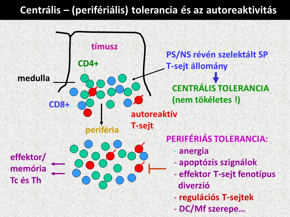 Centrális – (perifériális) tolerancia és az autoreaktivitás effektor/ memória Tc és Th PERIFÉRIÁS TOLERANCIA: - anergia - apoptózis szignálok - effektor T-sejt fenotípus diverzió - regulációs T-sejtek - DC/Mf szerepe… tímusz periféria medulla PS/NS révén szelektált SP T-sejt állomány CENTRÁLIS TOLERANCIA (nem tökéletes !) CD4+ CD8+ autoreaktív T-sejt