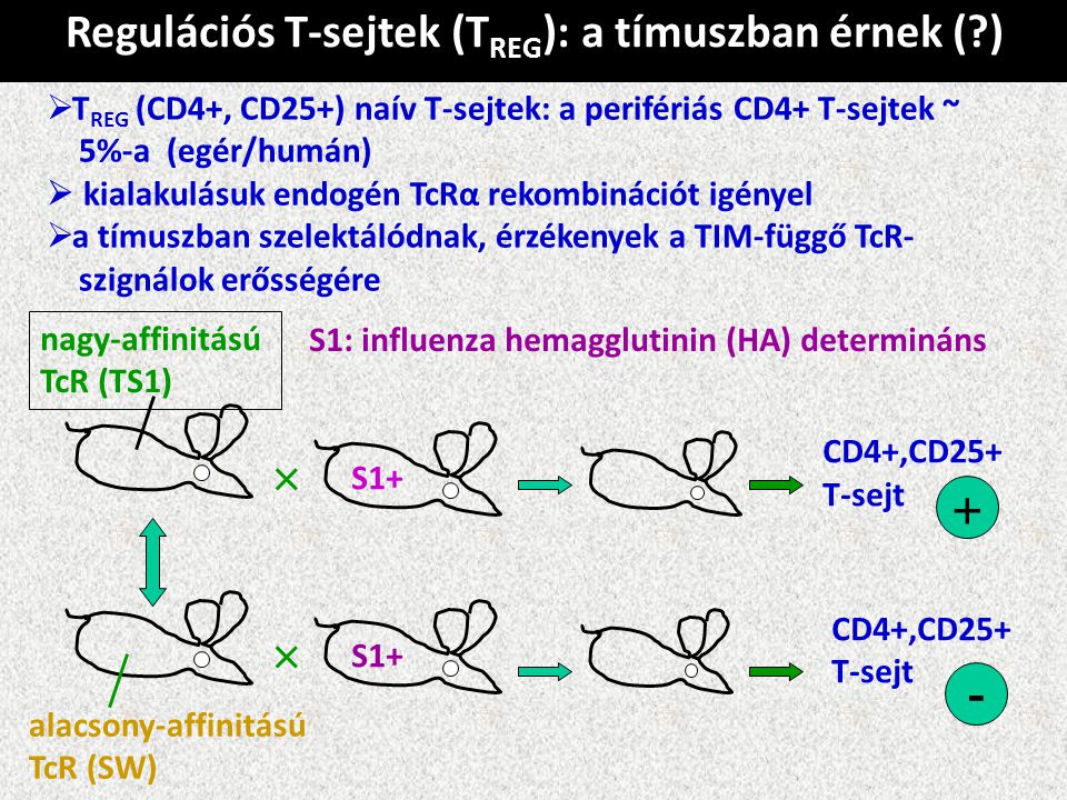 Regulációs T-sejtek (T REG ): a tímuszban érnek ( )  T REG (CD4+, CD25+) naív T-sejtek: a perifériás CD4+ T-sejtek ~ 5%-a (egér/humán)  kialakulásuk endogén TcRα rekombinációt igényel  a tímuszban szelektálódnak, érzékenyek a TIM-függő TcR- szignálok erősségére S1: influenza hemagglutinin (HA) determináns × nagy-affinitású TcR (TS1) S1+ CD4+,CD25+ T-sejt + alacsony-affinitású TcR (SW) × S1+ CD4+,CD25+ T-sejt -