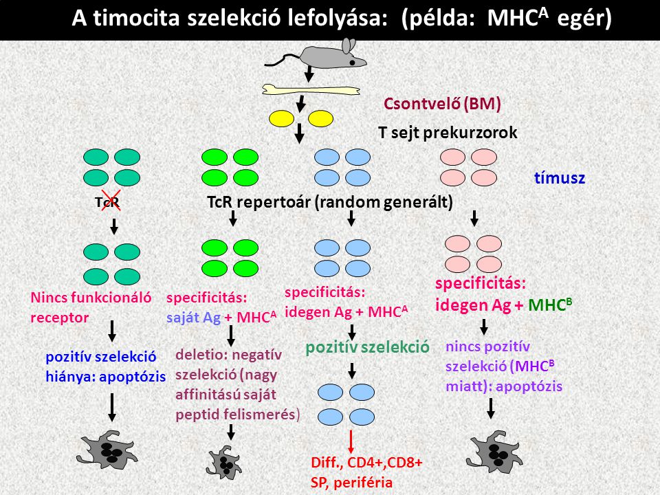 A timocita szelekció lefolyása: (példa: MHC A egér) Csontvelő (BM) specificitás: idegen Ag + MHC B pozitív szelekció hiánya: apoptózis T sejt prekurzorok TcR TcR repertoár (random generált) Nincs funkcionáló receptor specificitás: saját Ag + MHC A specificitás: idegen Ag + MHC A deletio: negatív szelekció (nagy affinitású saját peptid felismerés) pozitív szelekció Diff., CD4+,CD8+ SP, periféria nincs pozitív szelekció (MHC B miatt): apoptózis tímusz