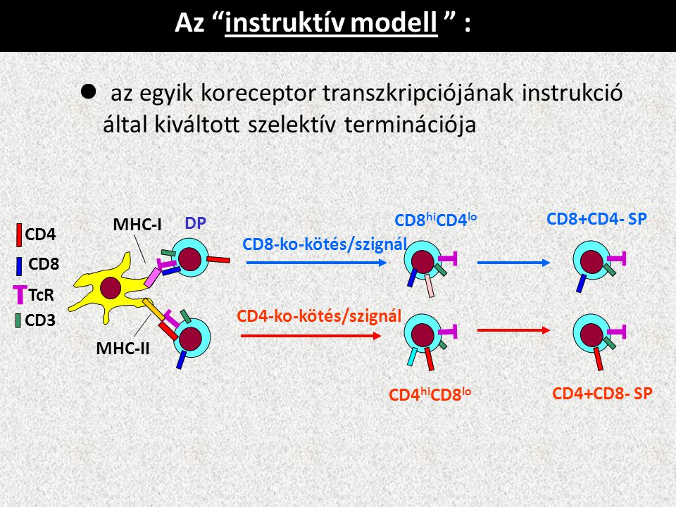 Az instruktív modell : az egyik koreceptor transzkripciójának instrukció által kiváltott szelektív terminációja DP CD4 CD8 MHC-I MHC-II CD8-ko-kötés/szignál CD4-ko-kötés/szignál TcR CD3 CD8 hi CD4 lo CD8+CD4- SP CD4 hi CD8 lo CD4+CD8- SP