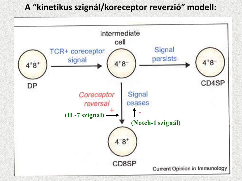 A kinetikus szignál/koreceptor reverzió modell: (IL-7 szignál) (Notch-1 szignál) + -