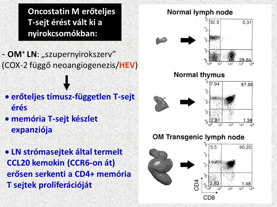 Oncostatin M erőteljes T-sejt érést vált ki a nyirokcsomókban: - OM + LN: „szupernyirokszerv (COX-2 függő neoangiogenezis/HEV)  erőteljes tímusz-független T-sejt érés  memória T-sejt készlet expanziója  LN strómasejtek által termelt CCL20 kemokin (CCR6-on át) erősen serkenti a CD4+ memória T sejtek proliferációját