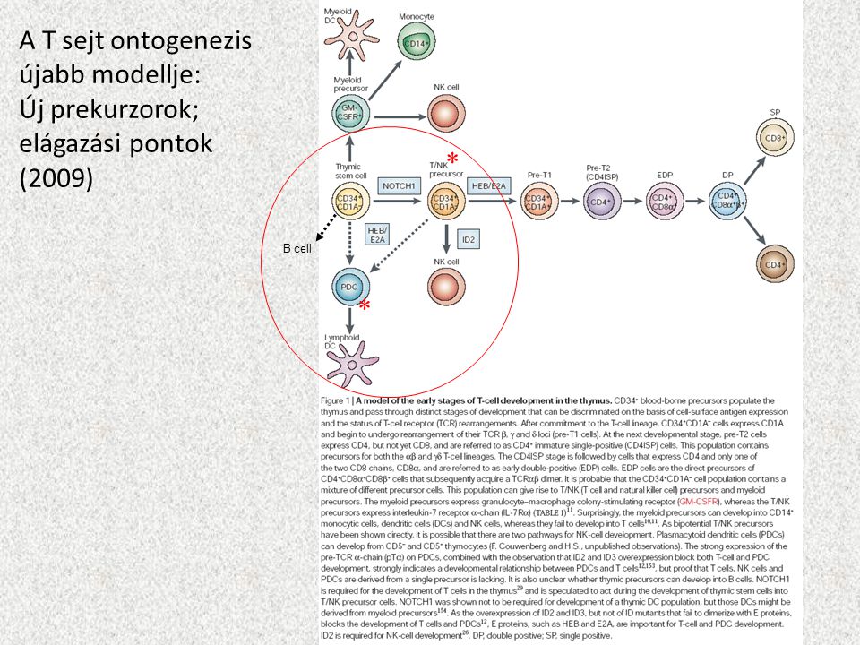 A T sejt ontogenezis újabb modellje: Új prekurzorok; elágazási pontok (2009) * * B cell