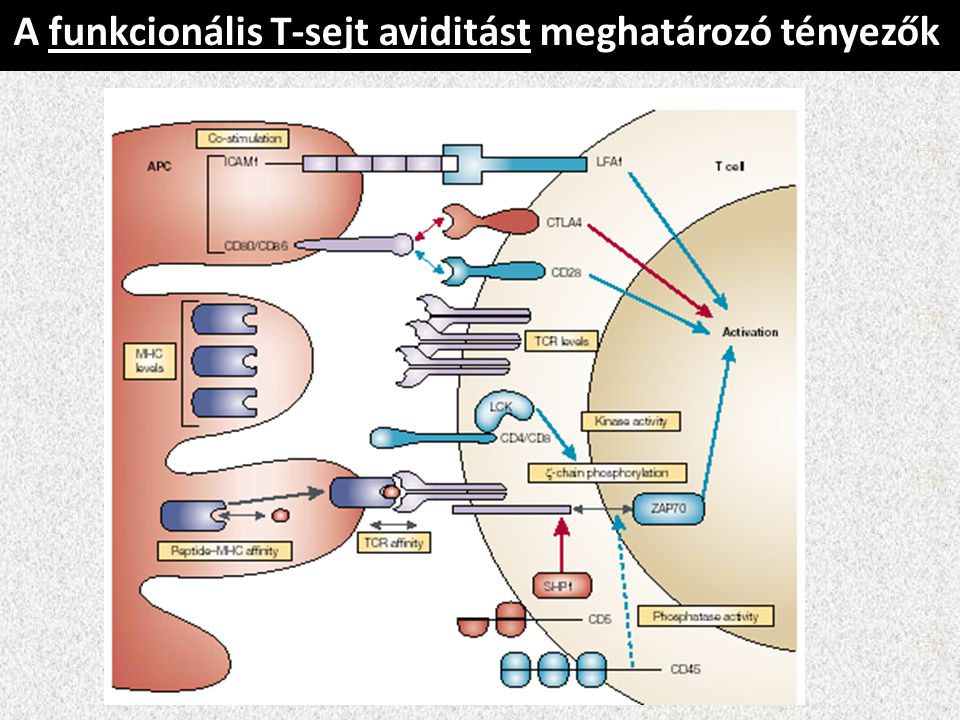 A funkcionális T-sejt aviditást meghatározó tényezők