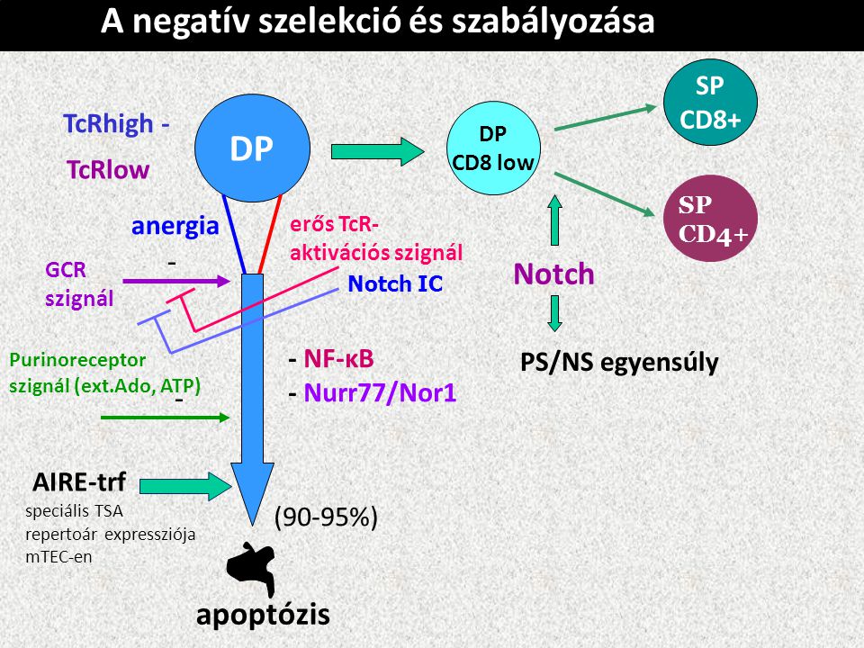 A negatív szelekció és szabályozása DP TcRhigh - TcRlow apoptózis DP CD8 low anergia erős TcR- aktivációs szignál SP CD8+ SP CD4+ GCR szignál Purinoreceptor szignál (ext.Ado, ATP) Notch IC NF-κB - Nurr77/Nor1 (90-95%) Notch PS/NS egyensúly AIRE-trf speciális TSA repertoár expressziója mTEC-en