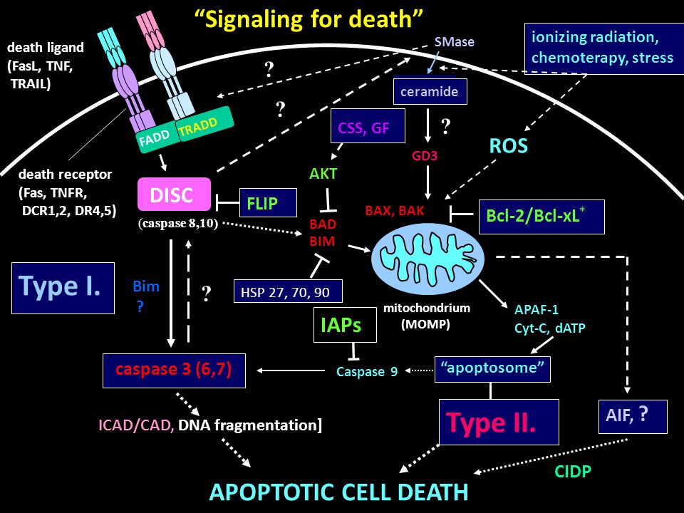 Signaling for death death ligand (FasL, TNF, TRAIL) death receptor (Fas, TNFR, DCR1,2, DR4,5) FADD TRADD DISC (caspase 8,10) Type I.