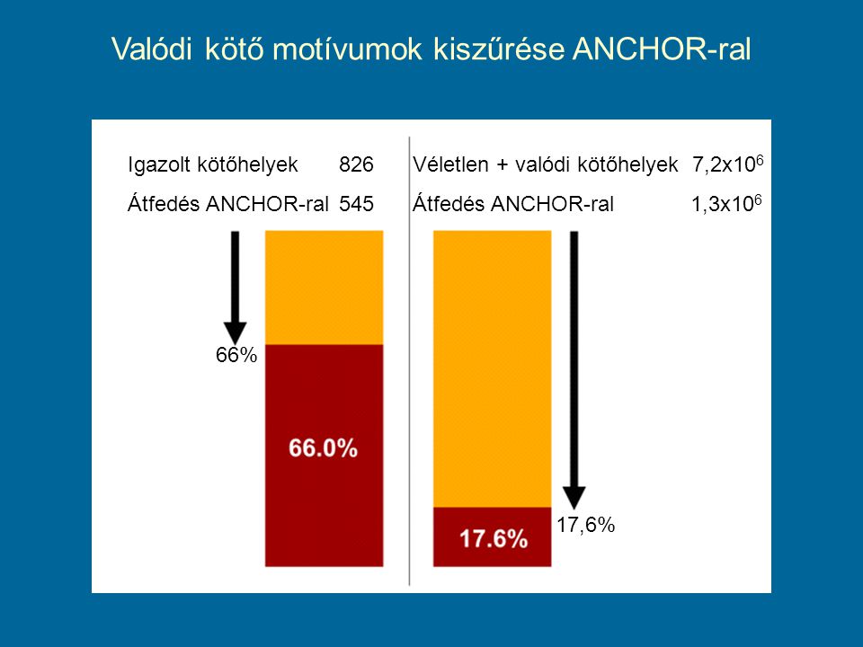 Valódi kötő motívumok kiszűrése ANCHOR-ral Igazolt kötőhelyek826 Átfedés ANCHOR-ral545 Véletlen + valódi kötőhelyek 7,2x10 6 Átfedés ANCHOR-ral 1,3x % 17,6%