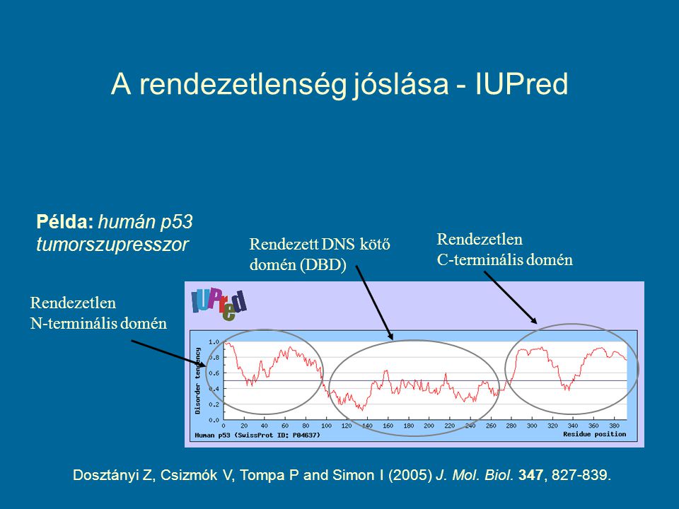 A rendezetlenség jóslása - IUPred Példa: humán p53 tumorszupresszor Rendezett DNS kötő domén (DBD) Rendezetlen C-terminális domén Rendezetlen N-terminális domén Dosztányi Z, Csizmók V, Tompa P and Simon I (2005) J.
