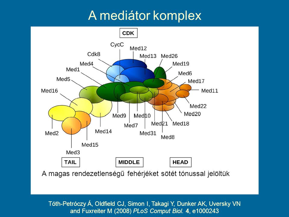 A mediátor komplex Tóth-Petróczy Á, Oldfield CJ, Simon I, Takagi Y, Dunker AK, Uversky VN and Fuxreiter M (2008) PLoS Comput Biol.