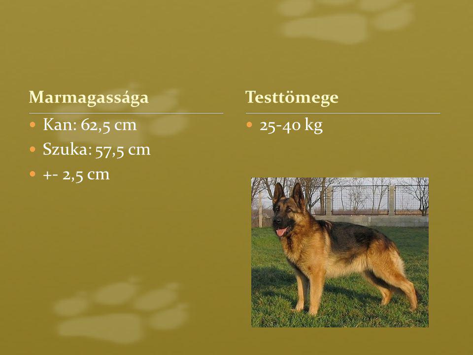 Marmagassága Kan: 62,5 cm Szuka: 57,5 cm +- 2,5 cm kg Testtömege
