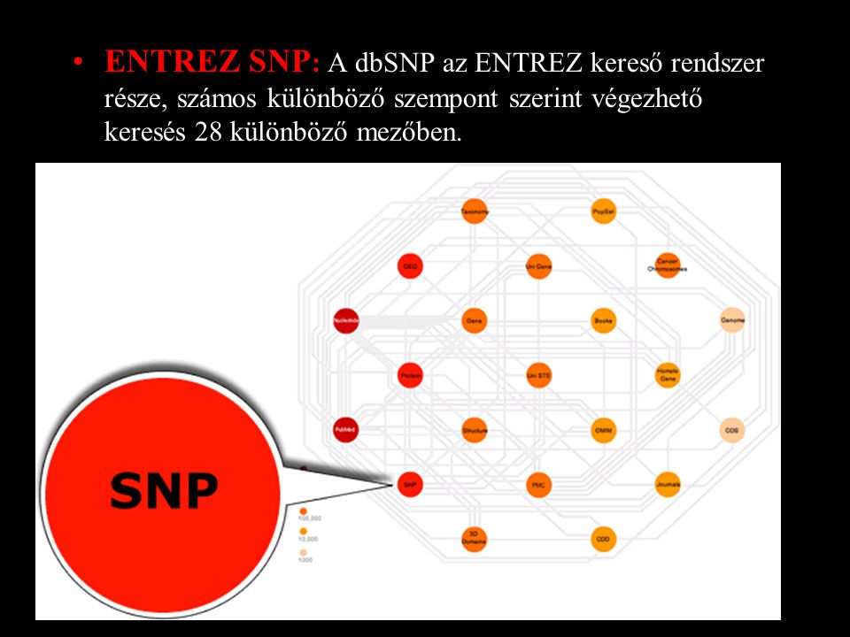 ENTREZ SNP : A dbSNP az ENTREZ kereső rendszer része, számos különböző szempont szerint végezhető keresés 28 különböző mezőben.