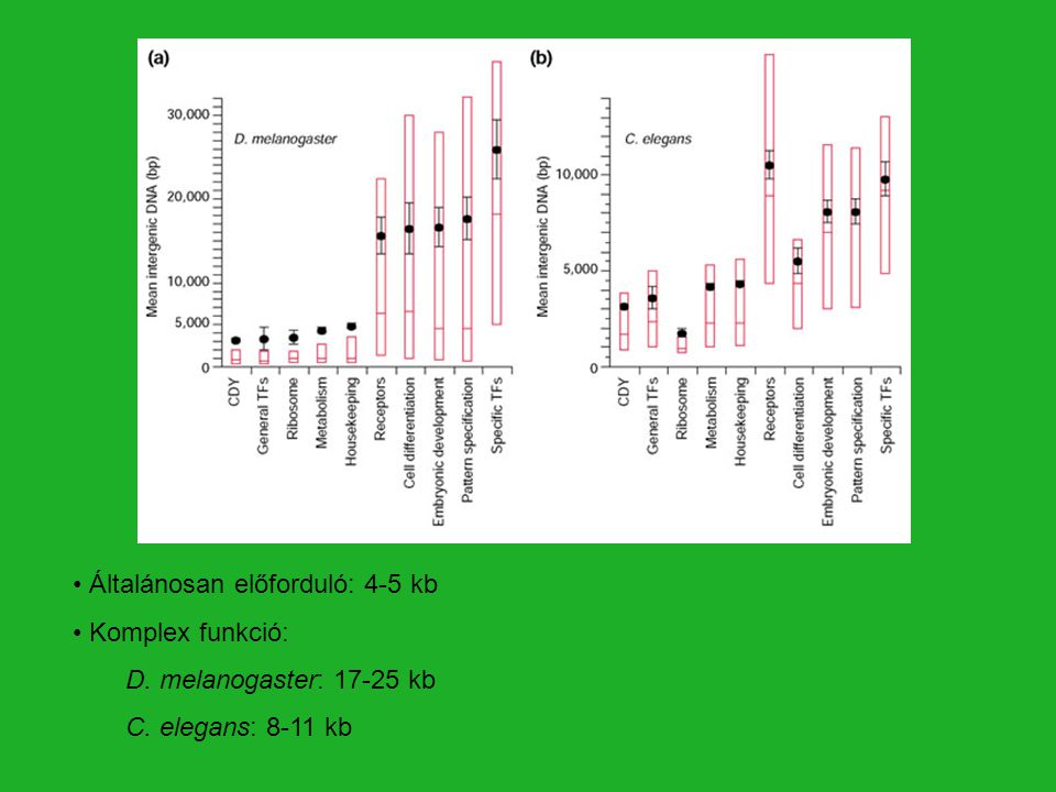 Általánosan előforduló: 4-5 kb Komplex funkció: D. melanogaster: kb C. elegans: 8-11 kb