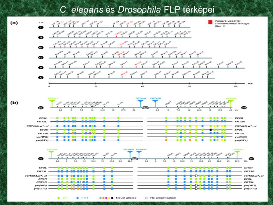 C. elegans és Drosophila FLP térképei