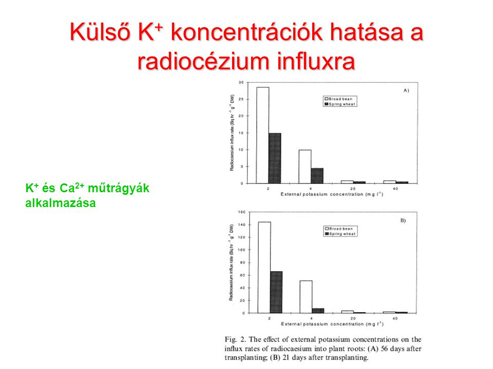 Külső K + koncentrációk hatása a radiocézium influxra K + és Ca 2+ műtrágyák alkalmazása