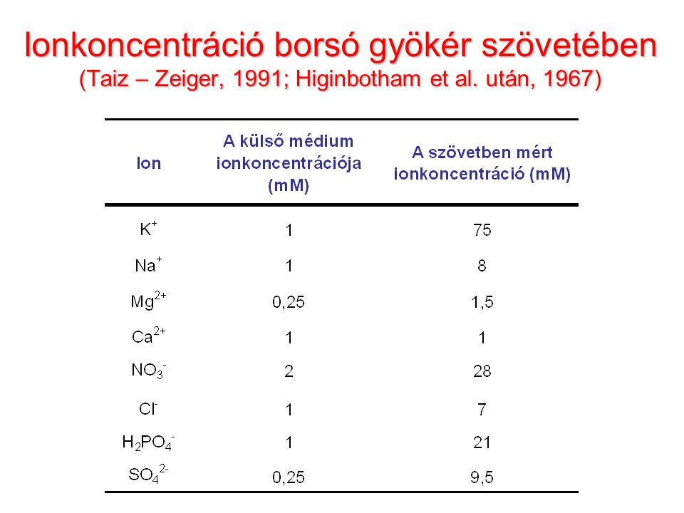 Ionkoncentráció borsó gyökér szövetében (Taiz – Zeiger, 1991; Higinbotham et al. után, 1967)
