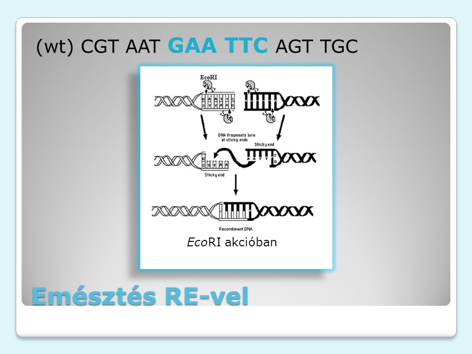 Emésztés RE-vel (wt) CGT AAT GAA TTC AGT TGC EcoRI akcióban