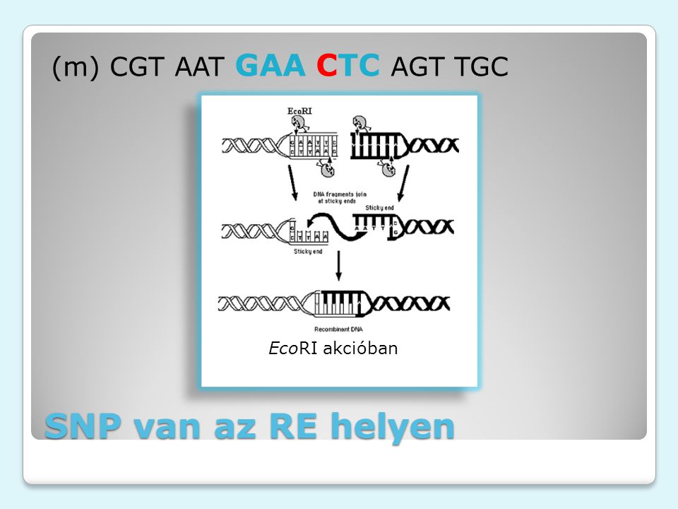 SNP van az RE helyen (m) CGT AAT GAA CTC AGT TGC EcoRI akcióban
