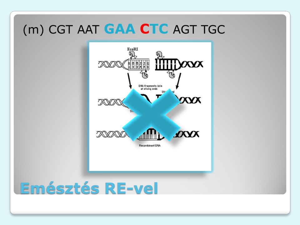 Emésztés RE-vel (m) CGT AAT GAA CTC AGT TGC EcoRI akcióban