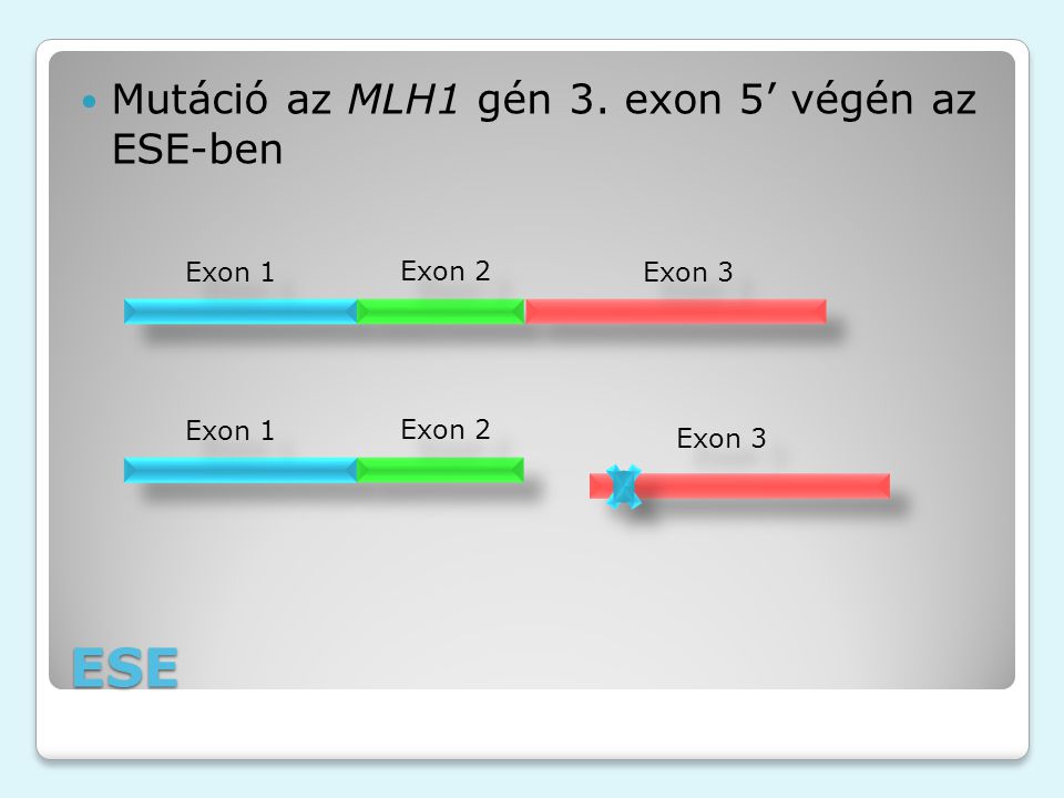 ESE Mutáció az MLH1 gén 3. exon 5’ végén az ESE-ben Exon 1 Exon 2 Exon 3 Exon 1 Exon 2 Exon 3