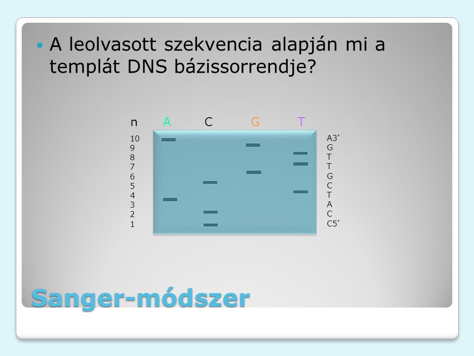 Sanger-módszer A leolvasott szekvencia alapján mi a templát DNS bázissorrendje.
