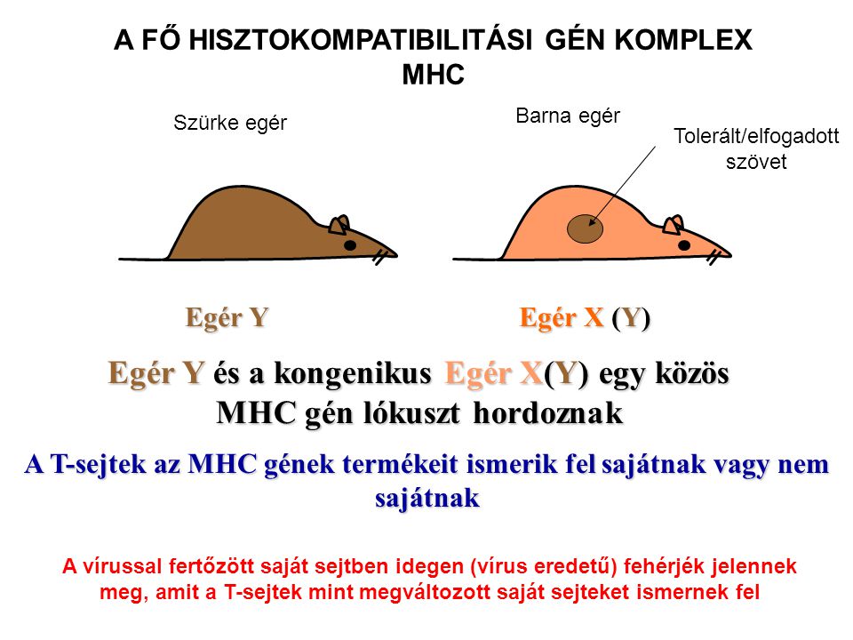 Egér X (Y) Egér Y Egér Y és a kongenikus Egér X(Y) egy közös MHC gén lókuszt hordoznak A T-sejtek az MHC gének termékeit ismerik fel sajátnak vagy nem sajátnak A FŐ HISZTOKOMPATIBILITÁSI GÉN KOMPLEX MHC Szürke egér Barna egér Tolerált/elfogadott szövet A vírussal fertőzött saját sejtben idegen (vírus eredetű) fehérjék jelennek meg, amit a T-sejtek mint megváltozott saját sejteket ismernek fel