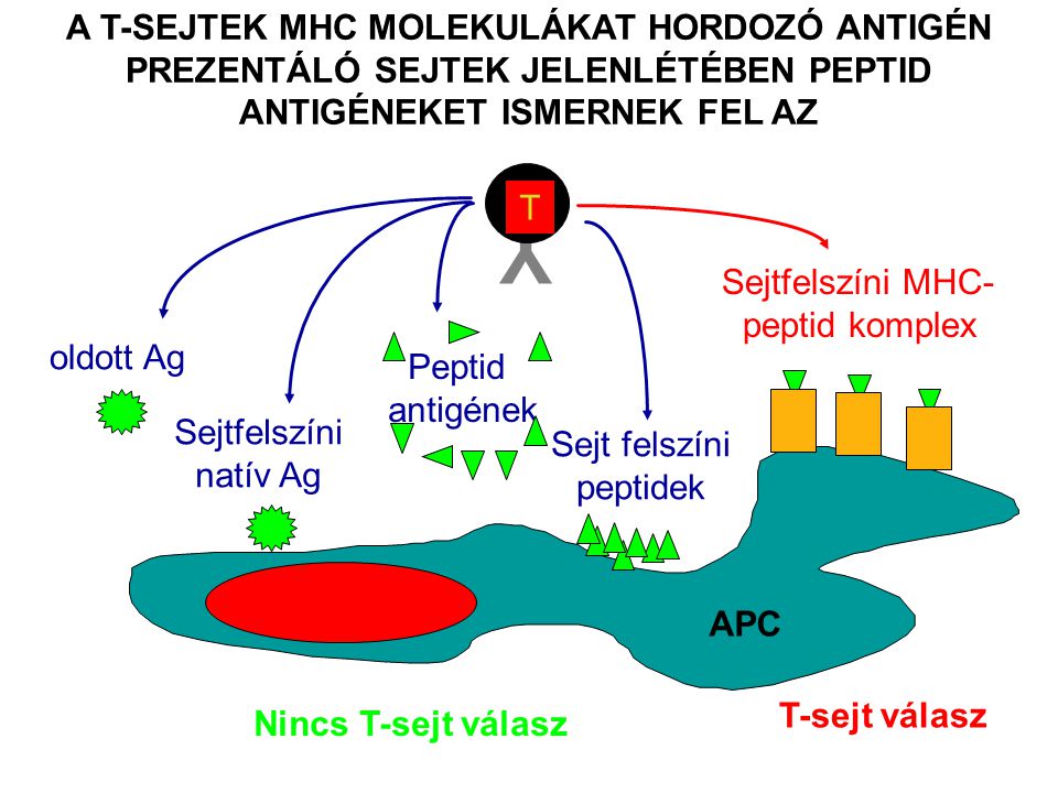 A T-SEJTEK MHC MOLEKULÁKAT HORDOZÓ ANTIGÉN PREZENTÁLÓ SEJTEK JELENLÉTÉBEN PEPTID ANTIGÉNEKET ISMERNEK FEL AZ Y T Nincs T-sejt válasz oldott Ag Sejtfelszíni natív Ag Peptid antigének Sejtfelszíni MHC- peptid komplex T-sejt válasz Sejt felszíni peptidek APC